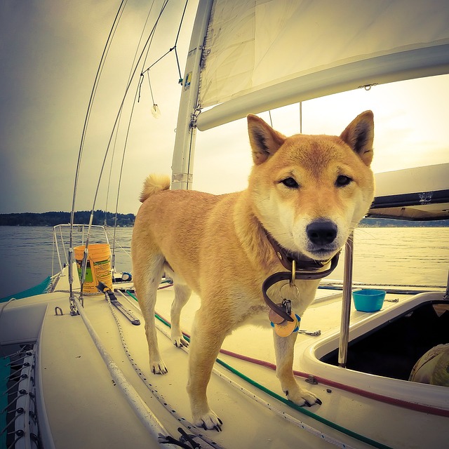 Read about the pet friendly yacht tips in Singapore